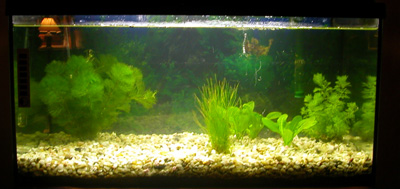 aquarium01.jpg